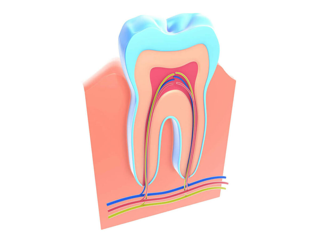 Illustration showing the inner pulp and root system of a tooth